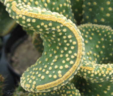 Pépinière Palmaris Opuntia microdasys undulata