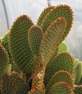 Pépinière Palmaris opuntia microdasys rufida 