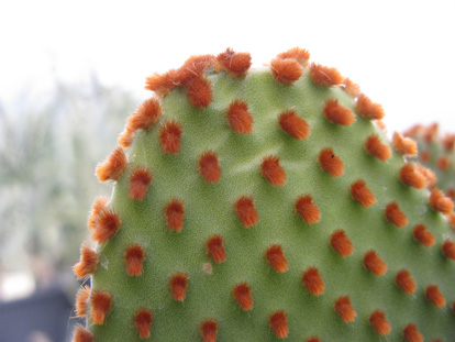 Pépinière Palmaris opuntia microdasys rufida