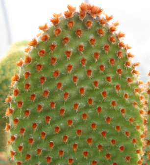 Pépinière Palmaris opuntia microdasys rufida