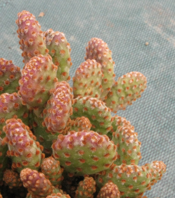 Pépinière Palmaris Opuntia microdasys rufida minor