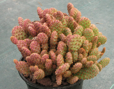 Pépinière Palmaris Opuntia microdasys rufida minor