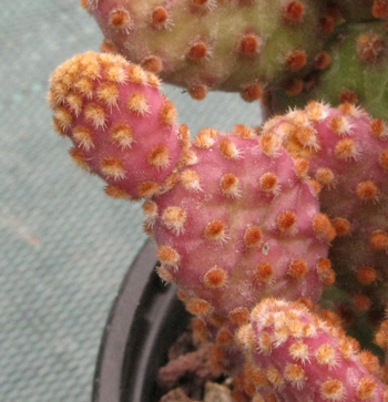 Pépinière Palmaris Opuntia microdasys rufida minor