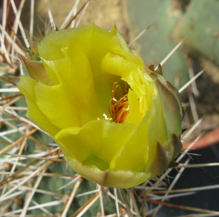 Pépinière Palmaris Opuntia microdisca