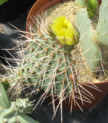 Pépinière Palmaris Opuntia microdisca