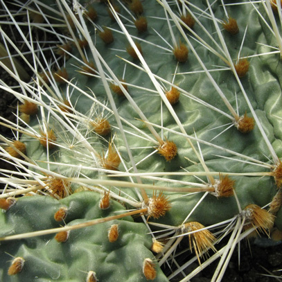 Pépinière Palmaris Opuntia microdisca