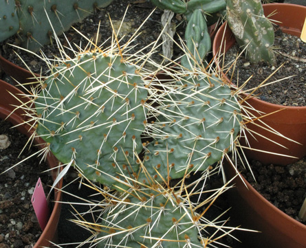 Pépinière Palmaris Opuntia microdisca