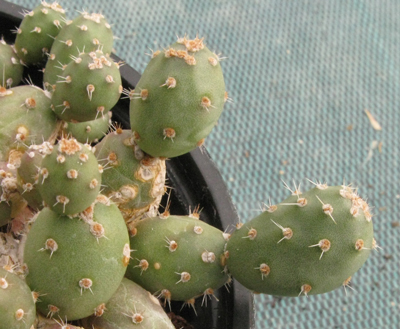 Pépinière Palmaris Opuntia minor