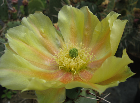 Pépinière Palmaris Opuntia phaeacantha mojavensis