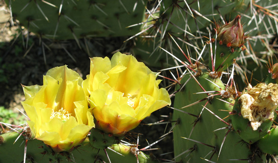 Pépinière Palmaris Opuntia phaeacantha mojavensis