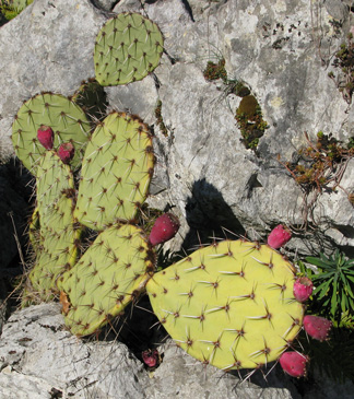 Pépinière Palmaris Opuntia phaeacantha mojavensis