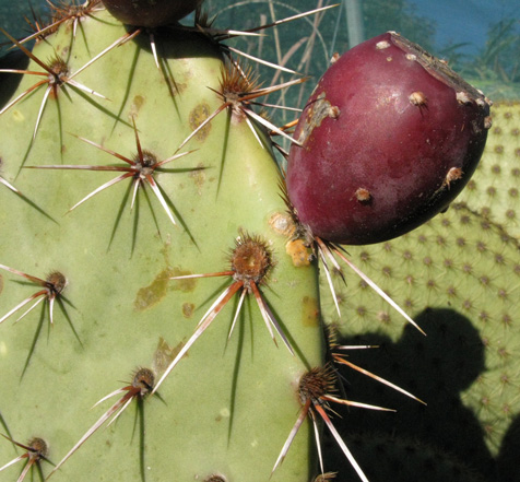 Pépinière Palmaris Opuntia phaeacantha mojavensis