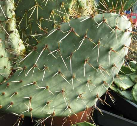 Pépinière Palmaris Opuntia phaeacantha mojavensis