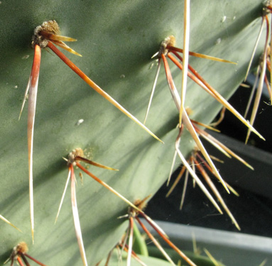 Pépinière Palmaris Opuntia phaeacantha mojavensis