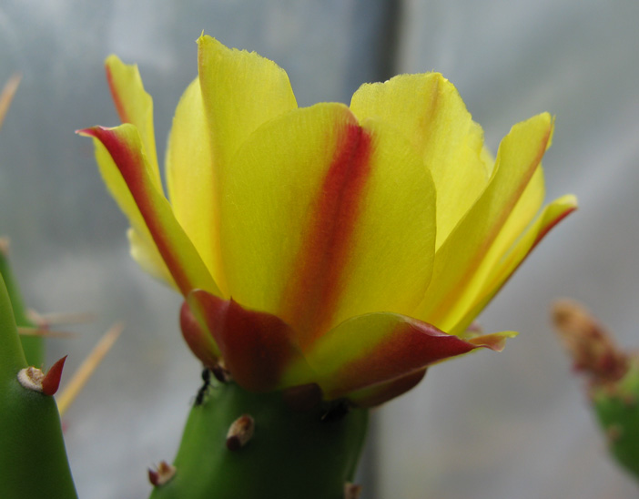 Pépinière Palmaris Opuntia monacantha