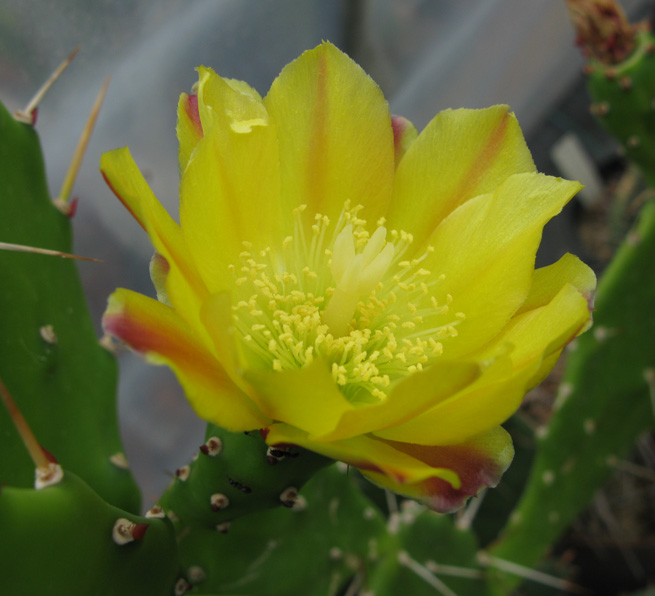 Pépinière Palmaris Opuntia monacantha