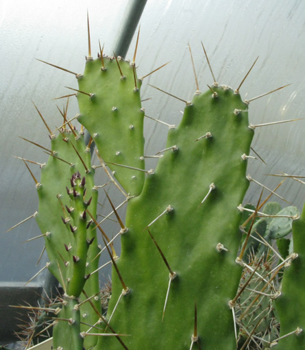 Pépinière Palmaris Opuntia monacantha