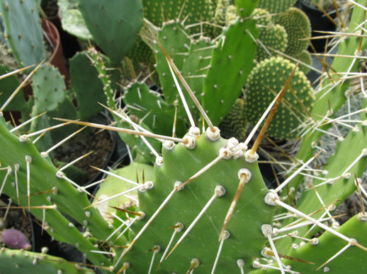 Pépinière Palmaris Opuntia monacantha