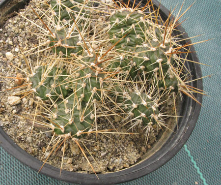 Pépinière Palmaris Opuntia nigricans