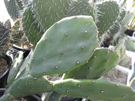 Pépinière Palmaris Opuntia paraguayensis 