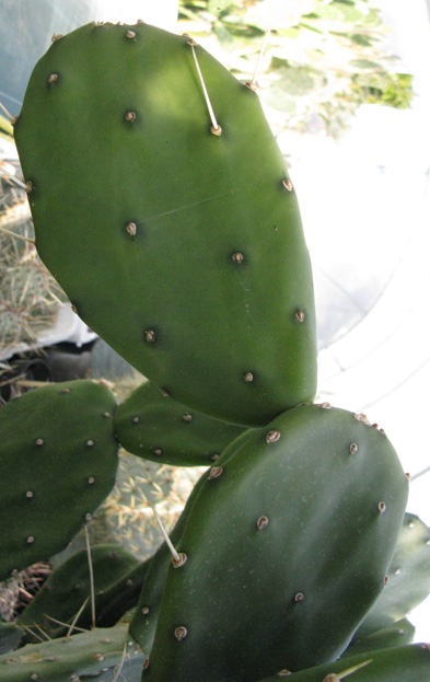 Pépinière Palmaris Opuntia paraguayensis 