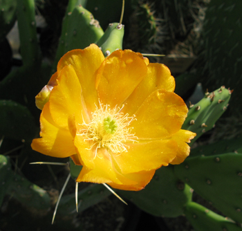 Pépinière Palmaris Opuntia paraguayensis