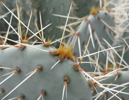 Pépinière Palmaris Opuntia phaeacantha angustata