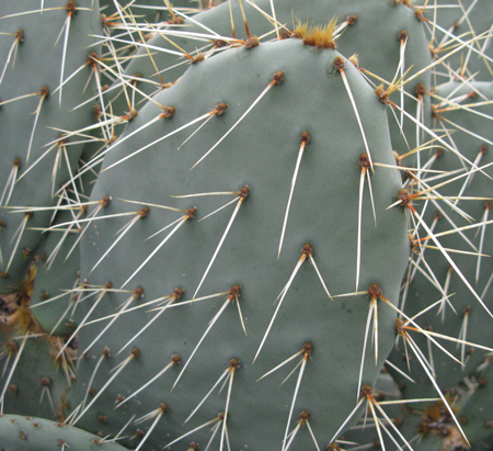 Pépinière Palmaris Opuntia phaeacantha angustata