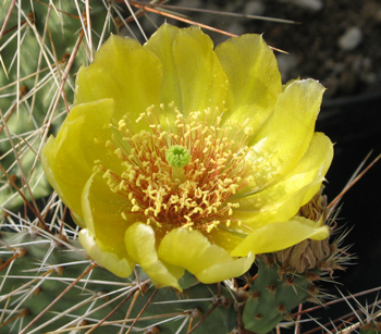 Pépinière Palmaris opuntia phaeacantha arenacea