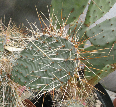 Pépinière Palmaris opuntia phaeacantha arenacea