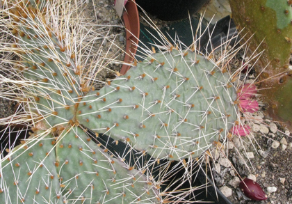 Pépinière Palmaris opuntia phaeacantha arenacea