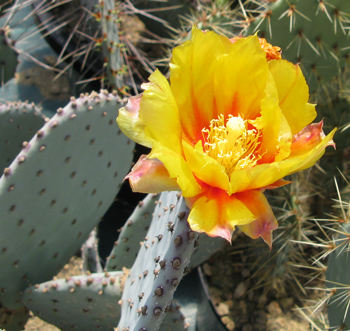 Pépinière Palmaris Opuntia phaeacantha azurea violacea