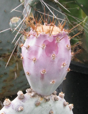 Pépinière Palmaris Opuntia phaeacantha azurea violacea