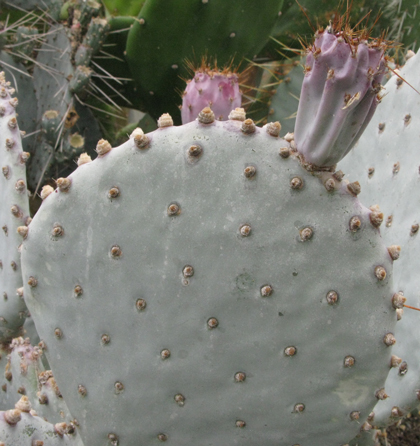 Pépinière Palmaris Opuntia phaeacantha azurea violacea