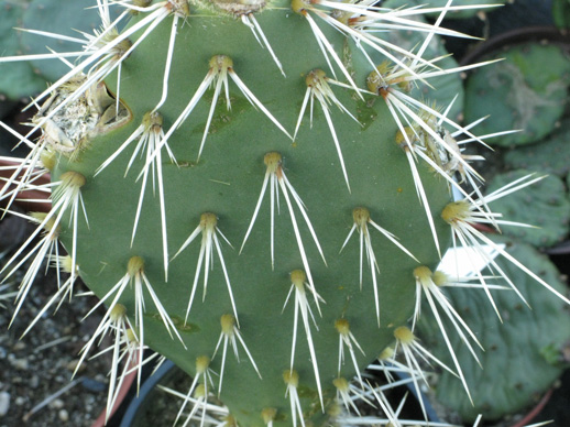 Pépinière Palmaris Opuntia phaeacantha