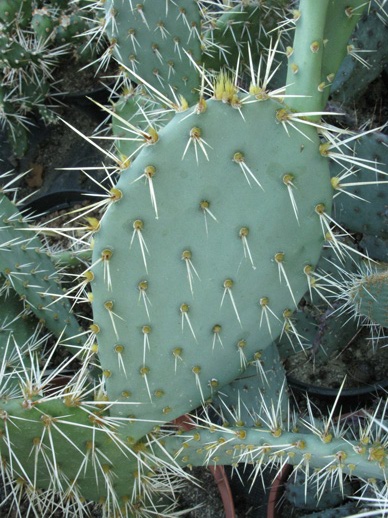 Pépinière Palmaris Opuntia phaeacantha