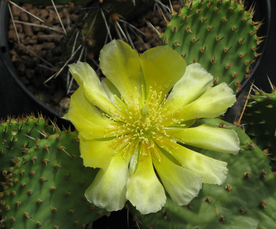 Pépinière Palmaris Opuntia phaeacantha camanchica