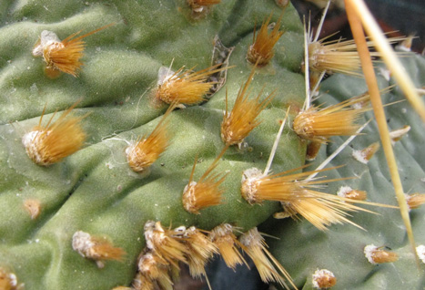 Pépinière Palmaris Opuntia phaeacantha camanchica