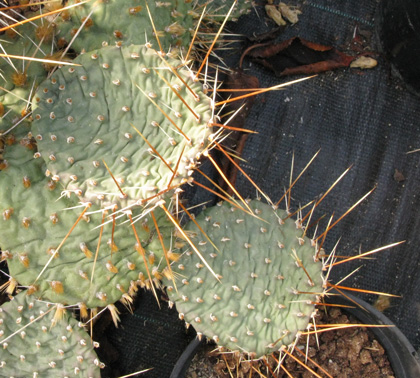 Pépinière Palmaris Opuntia phaeacantha camanchica