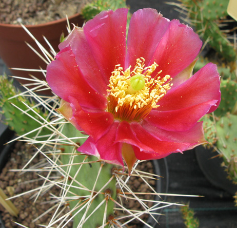 Pépinière Palmaris Opuntia phaeacantha coccinea