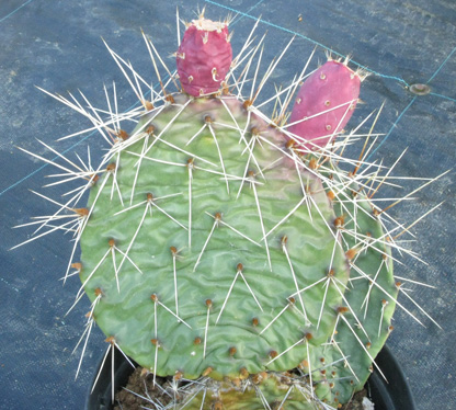 Pépinière Palmaris Opuntia phaeacantha coccinea