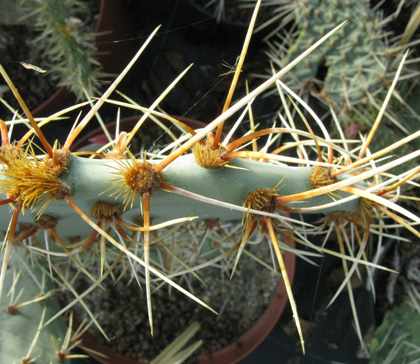 Pépinière Palmaris Opuntia phaeacantha major