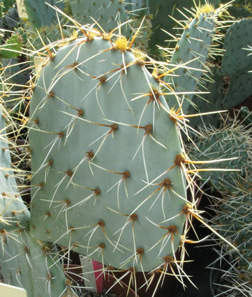 Pépinière Palmaris Opuntia phaeacantha major