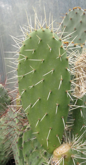 Pépinière Palmaris opuntia "piccolomania"