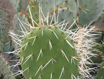 Pépinière Palmaris opuntia "piccolomania"