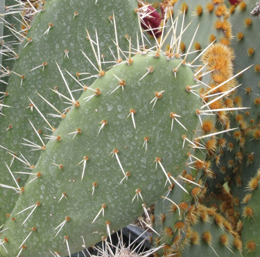 Pépinière Palmaris opuntia "piccolomania"