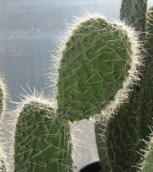 Pépinière Palmaris Opuntia pilifera 