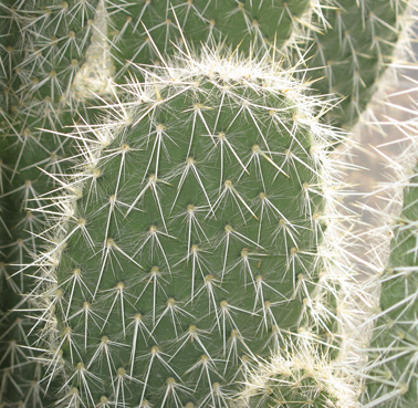 Pépinière Palmaris Opuntia pilifera 