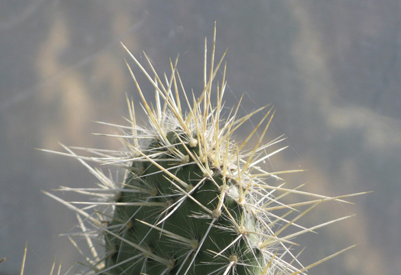 Pépinière Palmaris Opuntia pilifera 