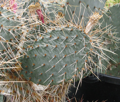 Pépinière Palmaris Opuntia polyacantha 